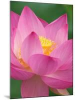 Perry's Water Garden, Lotus Blossom, Franklin, North Carolina, USA-Joanne Wells-Mounted Photographic Print