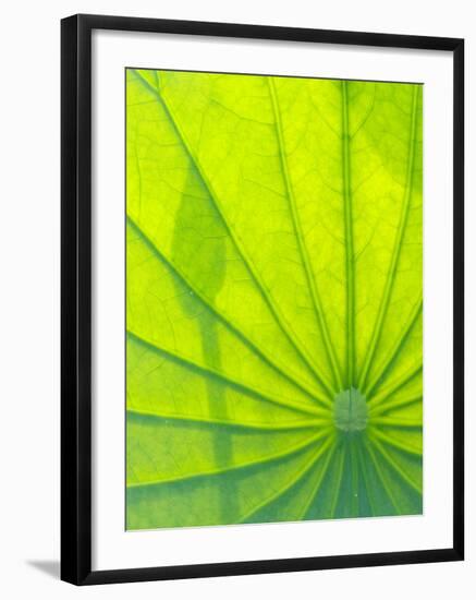 Perry's Water Garden, Lotus Blossom, Franklin, North Carolina, USA-Joanne Wells-Framed Photographic Print