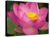 Perry's Water Garden, Lotus Blossom, Franklin, North Carolina, USA-Joanne Wells-Stretched Canvas