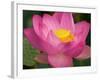 Perry's Water Garden, Lotus Blossom, Franklin, North Carolina, USA-Joanne Wells-Framed Photographic Print