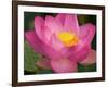 Perry's Water Garden, Lotus Blossom, Franklin, North Carolina, USA-Joanne Wells-Framed Photographic Print