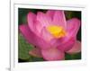 Perry's Water Garden, Lotus Blossom, Franklin, North Carolina, USA-Joanne Wells-Framed Photographic Print