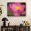 Perry's Water Garden, Lotus Blossom, Franklin, North Carolina, USA-Joanne Wells-Photographic Print displayed on a wall