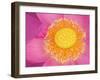 Perry's Water Garden, Lotus Blossom, Franklin, North Carolina, USA-Joanne Wells-Framed Premium Photographic Print