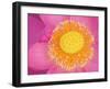 Perry's Water Garden, Lotus Blossom, Franklin, North Carolina, USA-Joanne Wells-Framed Premium Photographic Print