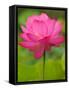 Perry's Water Garden, Lotus Blossom, Franklin, North Carolina, USA-Joanne Wells-Framed Stretched Canvas