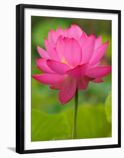 Perry's Water Garden, Lotus Blossom, Franklin, North Carolina, USA-Joanne Wells-Framed Premium Photographic Print