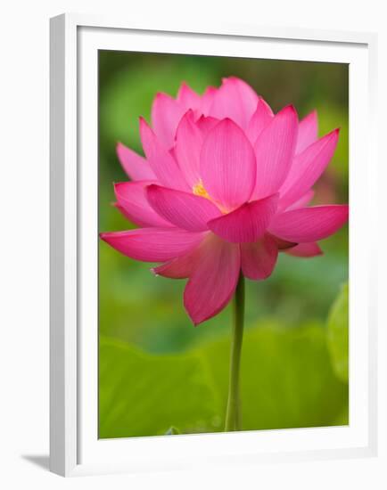 Perry's Water Garden, Lotus Blossom, Franklin, North Carolina, USA-Joanne Wells-Framed Premium Photographic Print