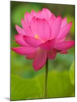 Perry's Water Garden, Lotus Blossom, Franklin, North Carolina, USA-Joanne Wells-Mounted Premium Photographic Print