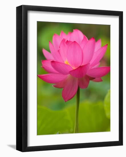 Perry's Water Garden, Lotus Blossom, Franklin, North Carolina, USA-Joanne Wells-Framed Photographic Print