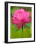 Perry's Water Garden, Lotus Blossom, Franklin, North Carolina, USA-Joanne Wells-Framed Photographic Print