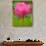 Perry's Water Garden, Lotus Blossom, Franklin, North Carolina, USA-Joanne Wells-Photographic Print displayed on a wall