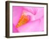 Perry's Water Garden, Lotus Blossom, Franklin, North Carolina, USA-null-Framed Photographic Print