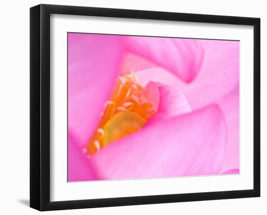 Perry's Water Garden, Lotus Blossom, Franklin, North Carolina, USA-null-Framed Photographic Print