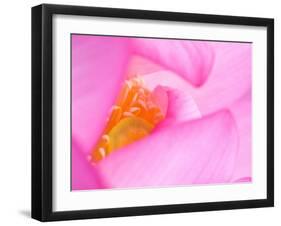 Perry's Water Garden, Lotus Blossom, Franklin, North Carolina, USA-null-Framed Photographic Print