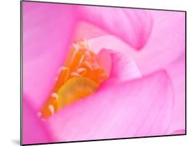 Perry's Water Garden, Lotus Blossom, Franklin, North Carolina, USA-null-Mounted Photographic Print