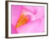 Perry's Water Garden, Lotus Blossom, Franklin, North Carolina, USA-null-Framed Photographic Print