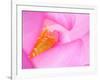 Perry's Water Garden, Lotus Blossom, Franklin, North Carolina, USA-null-Framed Photographic Print