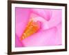 Perry's Water Garden, Lotus Blossom, Franklin, North Carolina, USA-null-Framed Photographic Print