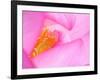 Perry's Water Garden, Lotus Blossom, Franklin, North Carolina, USA-null-Framed Photographic Print