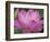 Perry's Water Garden, Lotus Blossom, Franklin, North Carolina, USA-Joanne Wells-Framed Photographic Print