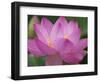 Perry's Water Garden, Lotus Blossom, Franklin, North Carolina, USA-Joanne Wells-Framed Photographic Print