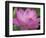 Perry's Water Garden, Lotus Blossom, Franklin, North Carolina, USA-Joanne Wells-Framed Photographic Print