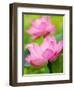 Perry's Water Garden, Lotus Blossom, Franklin, North Carolina, USA-Joanne Wells-Framed Premium Photographic Print