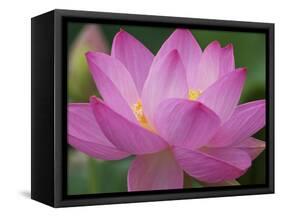 Perry's Water Garden, Lotus Blossom, Franklin, North Carolina, USA-Joanne Wells-Framed Stretched Canvas