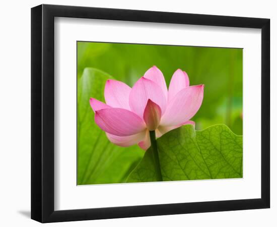 Perry's Water Garden, Lotus Blossom, Franklin, North Carolina, USA-Joanne Wells-Framed Photographic Print