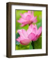 Perry's Water Garden, Lotus Blossom, Franklin, North Carolina, USA-Joanne Wells-Framed Photographic Print