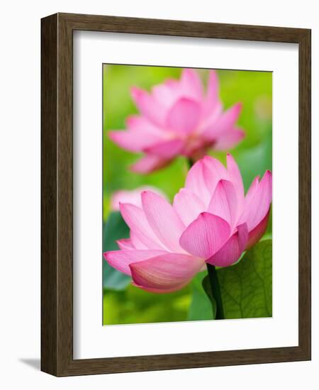 Perry's Water Garden, Lotus Blossom, Franklin, North Carolina, USA-Joanne Wells-Framed Photographic Print