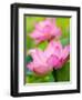 Perry's Water Garden, Lotus Blossom, Franklin, North Carolina, USA-Joanne Wells-Framed Photographic Print