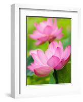 Perry's Water Garden, Lotus Blossom, Franklin, North Carolina, USA-Joanne Wells-Framed Photographic Print