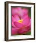 Perry's Water Garden, Lotus Blossom, Franklin, North Carolina, USA-Joanne Wells-Framed Photographic Print