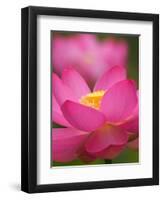 Perry's Water Garden, Lotus Blossom, Franklin, North Carolina, USA-Joanne Wells-Framed Photographic Print