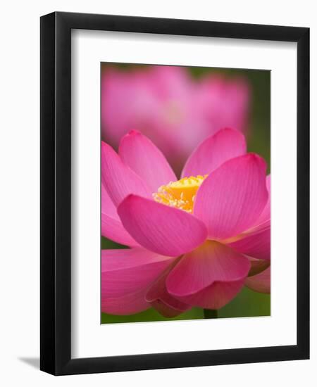 Perry's Water Garden, Lotus Blossom, Franklin, North Carolina, USA-Joanne Wells-Framed Photographic Print