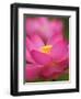 Perry's Water Garden, Lotus Blossom, Franklin, North Carolina, USA-Joanne Wells-Framed Photographic Print