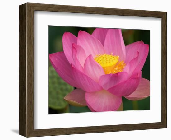 Perry's Water Garden, Lotus Blossom, Franklin, North Carolina, USA-Joanne Wells-Framed Photographic Print