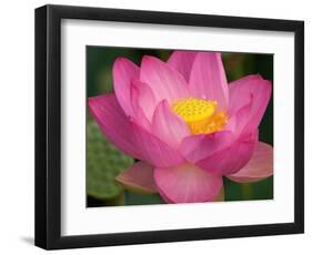 Perry's Water Garden, Lotus Blossom, Franklin, North Carolina, USA-Joanne Wells-Framed Photographic Print