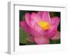 Perry's Water Garden, Lotus Blossom, Franklin, North Carolina, USA-Joanne Wells-Framed Photographic Print