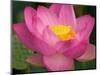 Perry's Water Garden, Lotus Blossom, Franklin, North Carolina, USA-Joanne Wells-Mounted Photographic Print