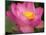 Perry's Water Garden, Lotus Blossom, Franklin, North Carolina, USA-Joanne Wells-Mounted Photographic Print