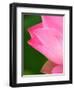 Perry's Water Garden, Lotus Blossom, Franklin, North Carolina, USA-Joanne Wells-Framed Photographic Print