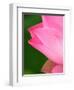 Perry's Water Garden, Lotus Blossom, Franklin, North Carolina, USA-Joanne Wells-Framed Photographic Print