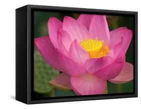 Perry's Water Garden, Lotus Blossom, Franklin, North Carolina, USA-Joanne Wells-Framed Stretched Canvas