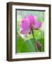 Perry's Water Garden, Lotus Blossom, Franklin, North Carolina, USA-Joanne Wells-Framed Photographic Print