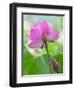 Perry's Water Garden, Lotus Blossom, Franklin, North Carolina, USA-Joanne Wells-Framed Photographic Print