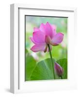 Perry's Water Garden, Lotus Blossom, Franklin, North Carolina, USA-Joanne Wells-Framed Photographic Print