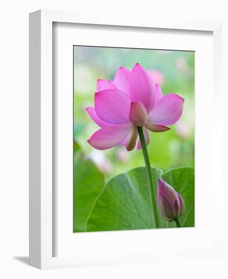 Perry's Water Garden, Lotus Blossom, Franklin, North Carolina, USA-Joanne Wells-Framed Photographic Print